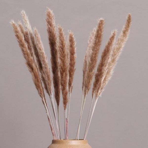 15pcs/bunch natural grass dried reeds flowers small pampas phragmites for home wedding vase decor flower plants bouquet decorative & wreaths
15pcs/bunch natural grass dried reeds flowers small pampas phragmites for home wedding vase decor flower plants bouquet decorative & wreaths