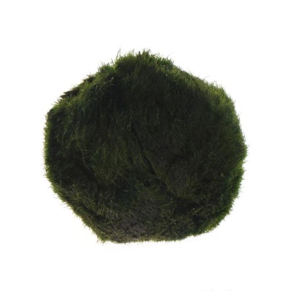 artificial moss ball fish tank aquarium decor ornament 2.5-4.5cm natural plants m0xd decorations
artificial moss ball fish tank aquarium decor ornament 2.5-4.5cm natural plants m0xd decorations