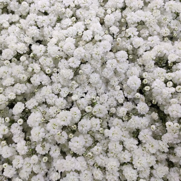 100g gypsophila dekoration dried flowers natural dried floral plants bouquets home decoration wedding paniculata babys breath
100g gypsophila dekoration dried flowers natural dried floral plants bouquets home decoration wedding paniculata babys breath
