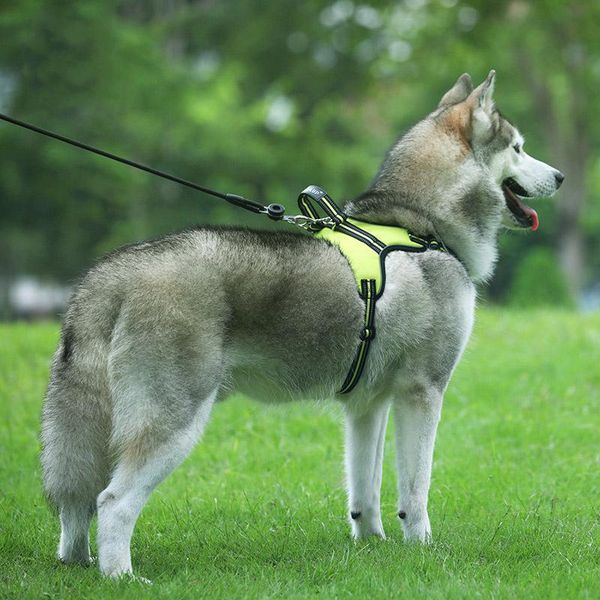dog collars & leashes jormel 1 pcs pets harness vest reflective tape breathable mesh pet leash xs/s/m/l/xl/2xl collar accessories
dog collars & leashes jormel 1 pcs pets harness vest reflective tape breathable mesh pet leash xs/s/m/l/xl/2xl collar accessories
