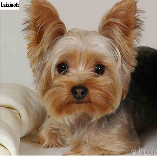 diamond painting embroidery,animal,yorkshire terrier dog painting,cross stitch,diamond mosaic,needlework,crafts,kids christmas
diamond painting embroidery,animal,yorkshire terrier dog painting,cross stitch,diamond mosaic,needlework,crafts,kids christmas