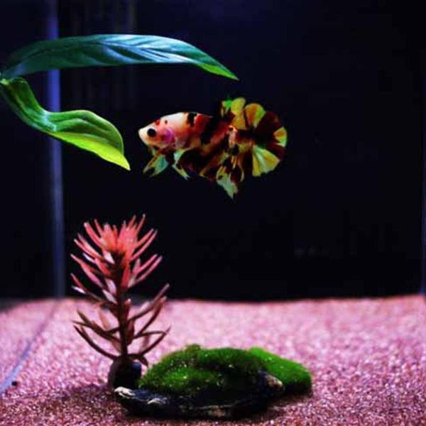 decorations artificial aquarium leaf decoration betta fish rest spawning ornamental plant play relax hide hammock landscape
decorations artificial aquarium leaf decoration betta fish rest spawning ornamental plant play relax hide hammock landscape