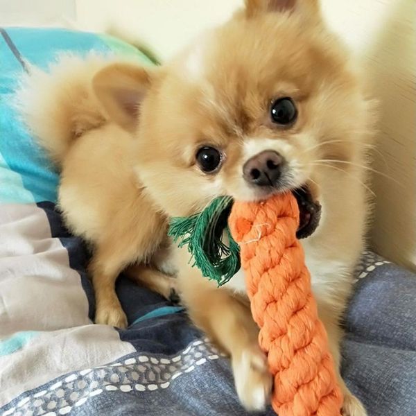 cat toys 2/5 pc carrot dog toy 24cm long braided cotton rope puppy chew 2021 arrival
cat toys 2/5 pc carrot dog toy 24cm long braided cotton rope puppy chew 2021 arrival