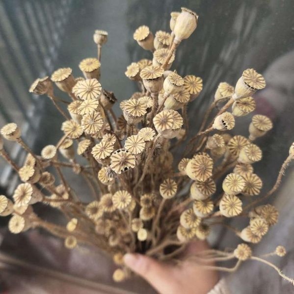 decorative flowers & wreaths about 50-60pcs/20-40cm,natural dried campanula branch,real poppy fruit arrange for wedding home decoration acce
decorative flowers & wreaths about 50-60pcs/20-40cm,natural dried campanula branch,real poppy fruit arrange for wedding home decoration acce