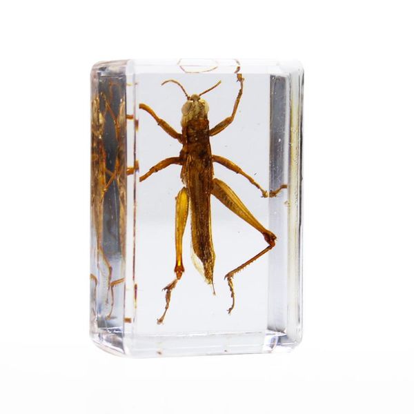 decorative objects & figurines insect stone natural locust artificial amber resin specimen for scientific educational collection craft home
decorative objects & figurines insect stone natural locust artificial amber resin specimen for scientific educational collection craft home