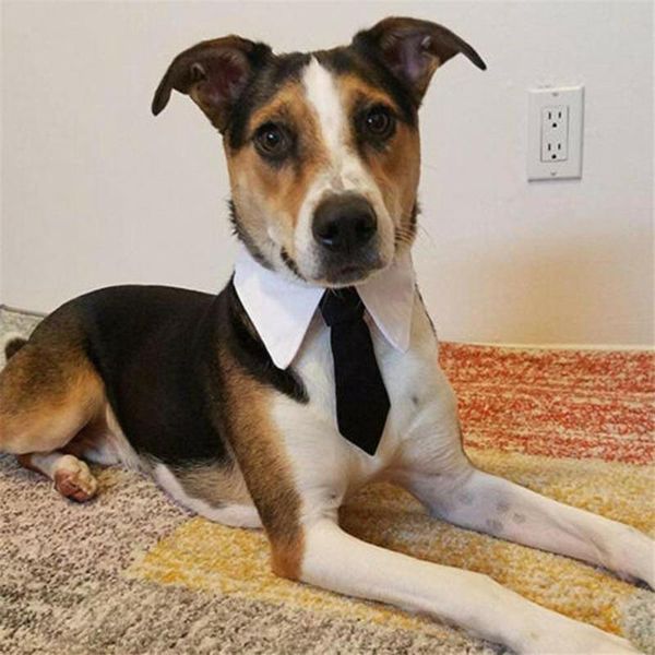 neck ties for dog cat collars breakaway adjustable pet bow safety kitten collar small dogs cats puppy bowties neckties apparel
neck ties for dog cat collars breakaway adjustable pet bow safety kitten collar small dogs cats puppy bowties neckties apparel
