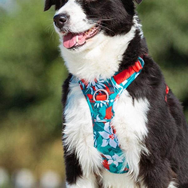 dog collars & leashes pet explosion-proof harness camouflage reflective nylon special edition and upgrade version easy to adjust #f
dog collars & leashes pet explosion-proof harness camouflage reflective nylon special edition and upgrade version easy to adjust #f