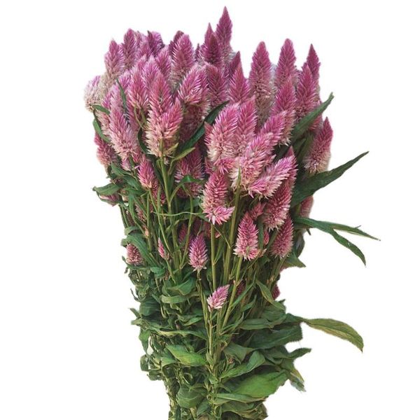 decorative flowers & wreaths 20pcs wedding touch impatiens bunch decor bouquet natural dried flower pink christmas valentine's day gift
decorative flowers & wreaths 20pcs wedding touch impatiens bunch decor bouquet natural dried flower pink christmas valentine's day gift