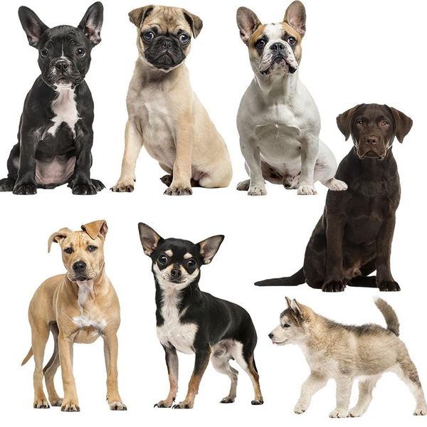 wall stickers three ratels qc388 hd pixel dog sticker waterproof auto wrap for car hood laphome decora decals
wall stickers three ratels qc388 hd pixel dog sticker waterproof auto wrap for car hood laphome decora decals