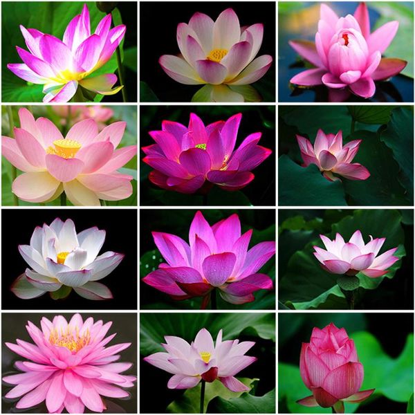 diamond painting full square drill embroidery lotus flower cross stitch display scenery mosaic home decor
diamond painting full square drill embroidery lotus flower cross stitch display scenery mosaic home decor