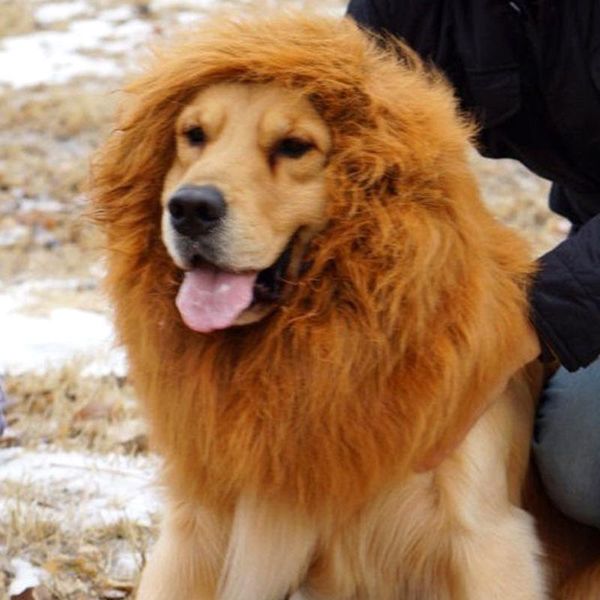 lion mane wig with ears for large dog halloween clothes fancy dress up pet costume supplies xh8z apparel
lion mane wig with ears for large dog halloween clothes fancy dress up pet costume supplies xh8z apparel