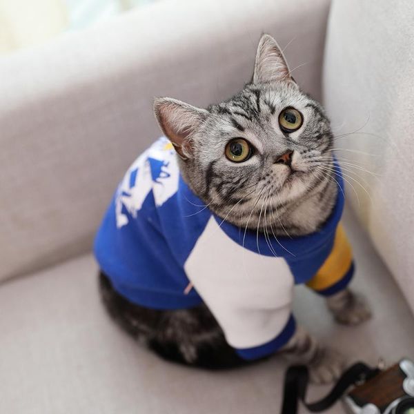 dog apparel cat clothes short hairless pet guard blue garfield folding ear costume cute bb5wy043
dog apparel cat clothes short hairless pet guard blue garfield folding ear costume cute bb5wy043