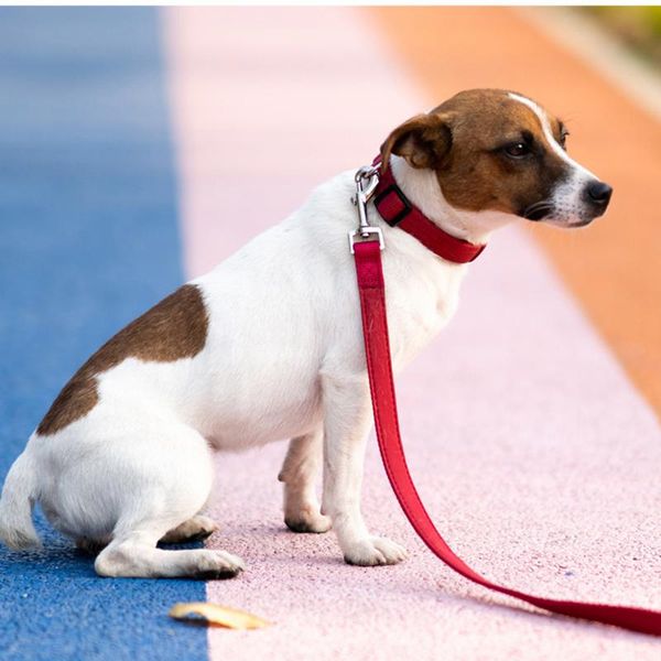 dog apparel colorful adjustable rope leash harness set pet puppy collar outdoor training walking
dog apparel colorful adjustable rope leash harness set pet puppy collar outdoor training walking