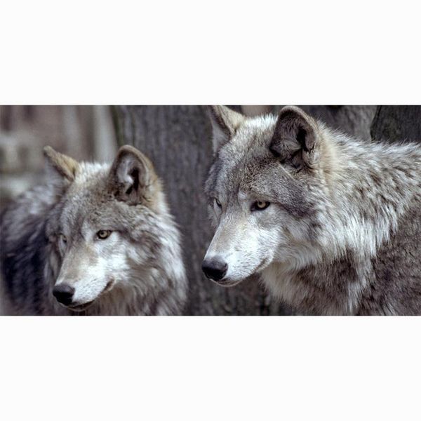 towel 70*140cm wolf water absorbent bamboo fiber bath beach fast drying custom gym sport spa camping outdoor travel towels
towel 70*140cm wolf water absorbent bamboo fiber bath beach fast drying custom gym sport spa camping outdoor travel towels