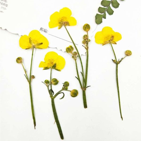 decorative flowers & wreaths 2021 latest fashion buttercup on stems diy dried for gift card decoration 80pcs
decorative flowers & wreaths 2021 latest fashion buttercup on stems diy dried for gift card decoration 80pcs