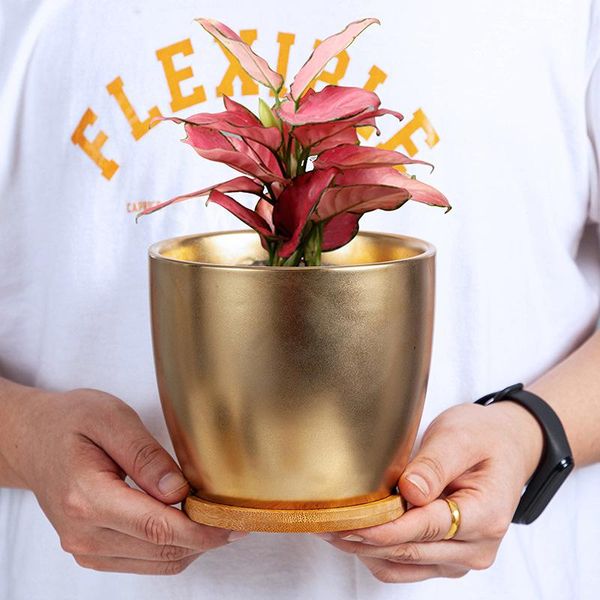 planters & pots european gold plated ceramic flower pot modern side green dill basin container deskornaments home creative gardening
planters & pots european gold plated ceramic flower pot modern side green dill basin container deskornaments home creative gardening