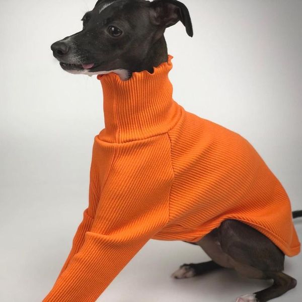 pure color corrugated knitted two-legged dog clothes can be worn four seasons greyhound orange and white apparel
pure color corrugated knitted two-legged dog clothes can be worn four seasons greyhound orange and white apparel