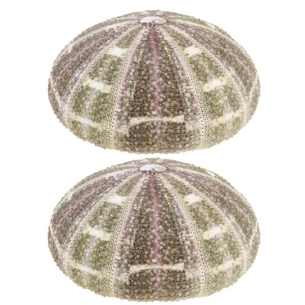 novelty items 2pcs natural dried sea urchin shells conch creative containers diy mini planting pots deskornament for home
novelty items 2pcs natural dried sea urchin shells conch creative containers diy mini planting pots deskornament for home