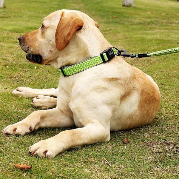 pet dog products reflective traction rope go out walking collars leads leash harness perro chain puppies the price of & leashes
pet dog products reflective traction rope go out walking collars leads leash harness perro chain puppies the price of & leashes