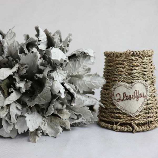 natural air-dried silver leaf chrysanthemum cineraria plant diy arrangement home decor flowers wedding bouquet accessories
natural air-dried silver leaf chrysanthemum cineraria plant diy arrangement home decor flowers wedding bouquet accessories
