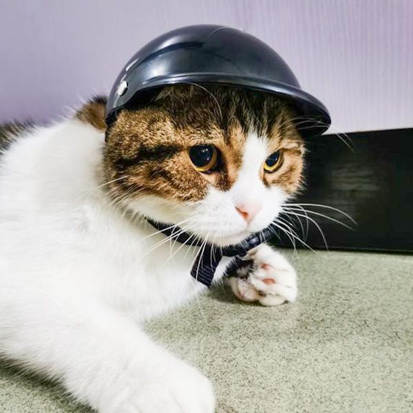 pet safety suit motorcycle dog helmet with protective cushion cap party headdress costume protect supplies apparel
pet safety suit motorcycle dog helmet with protective cushion cap party headdress costume protect supplies apparel