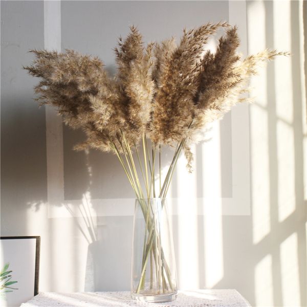 ight coor wedding fowers bunch natura dried pampas grass fower beautifu reed christmas home wedding decoration phragmites
ight coor wedding fowers bunch natura dried pampas grass fower beautifu reed christmas home wedding decoration phragmites