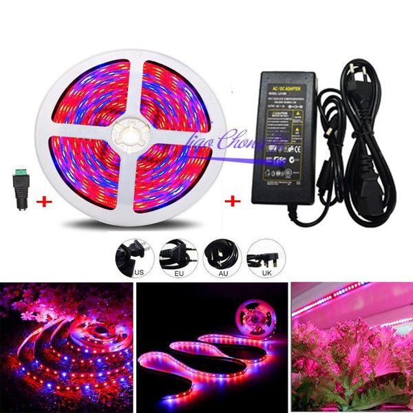 plant grow strip light full spectrum veg red+blue ip20 non-waterproof ip65 waterproof with 12v 5a power strips led
plant grow strip light full spectrum veg red+blue ip20 non-waterproof ip65 waterproof with 12v 5a power strips led