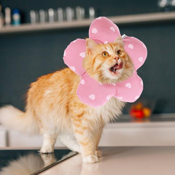 cat collars & leads recovery elizabethan collar cone breathable protective