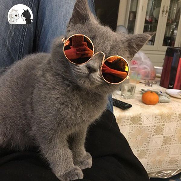 cat costumes sunglasses dog pet personalized products headdress accessories glasses fashion colorful coating equipment
cat costumes sunglasses dog pet personalized products headdress accessories glasses fashion colorful coating equipment