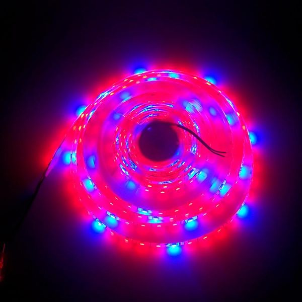 strips 5m led plant growth strip light 4:1 red blue flexible lighting for friut flower phyto grown greenhouse hydroponic 20pcs
strips 5m led plant growth strip light 4:1 red blue flexible lighting for friut flower phyto grown greenhouse hydroponic 20pcs