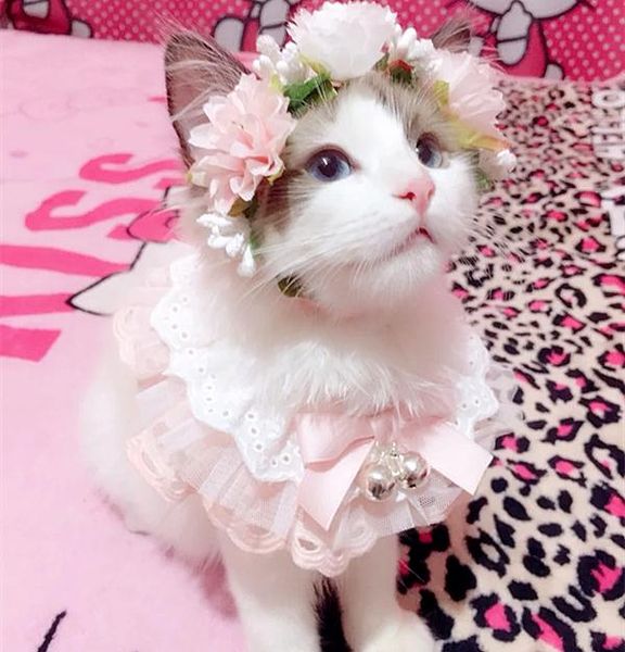 dog apparel pet accessories necklace cat handcrafted wreath artificial flower headdress
dog apparel pet accessories necklace cat handcrafted wreath artificial flower headdress