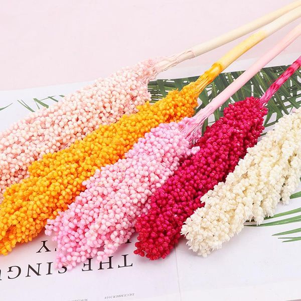 decorative flowers & wreaths natural plant dried millet spike sorghum flower grass home living room decoration handmade craft rural pography
decorative flowers & wreaths natural plant dried millet spike sorghum flower grass home living room decoration handmade craft rural pography