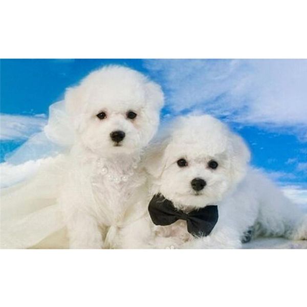 dog collars & leashes 3pc/lot fashion pet cat collar cute bow tie necktie dogs products grooming accessories
dog collars & leashes 3pc/lot fashion pet cat collar cute bow tie necktie dogs products grooming accessories
