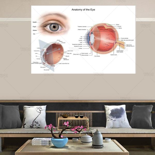 paintings anatomical diagram human eye anatomy optometrist chart art film print poster home wall decor
paintings anatomical diagram human eye anatomy optometrist chart art film print poster home wall decor