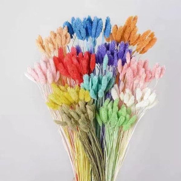 decorative flowers & wreaths 20pcs natural dried gem grass phalaris flower home flores preservadas pography props decoration wedding bouquet
decorative flowers & wreaths 20pcs natural dried gem grass phalaris flower home flores preservadas pography props decoration wedding bouquet