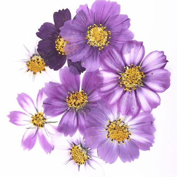 decorative flowers & wreaths variegated cosmos pressed for press painting ent 1 lot / 100 pcs
decorative flowers & wreaths variegated cosmos pressed for press painting ent 1 lot / 100 pcs
