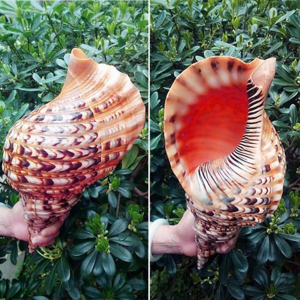 natural shell conch moist lips phoenix snail ear escargot aquarium decoration fish tank phénix specimen collection f2o4 novelty items
natural shell conch moist lips phoenix snail ear escargot aquarium decoration fish tank phénix specimen collection f2o4 novelty items