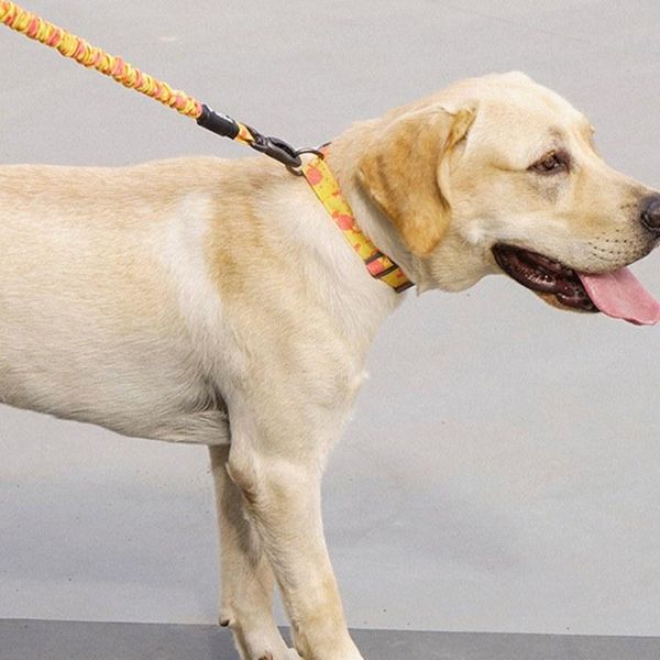 dog collars & leashes pet walking collar with control training neck handle adjustable strap for large
dog collars & leashes pet walking collar with control training neck handle adjustable strap for large