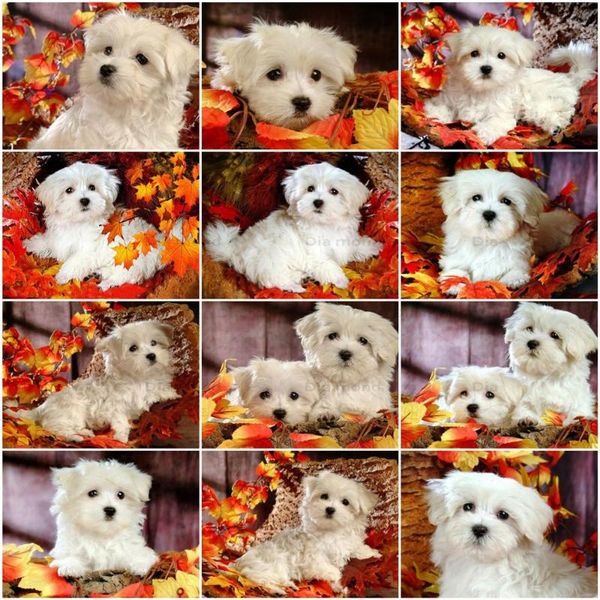diamond painting animals dog full square/round drill 5d diy embroidery mosaic rhinestone art home decor
diamond painting animals dog full square/round drill 5d diy embroidery mosaic rhinestone art home decor