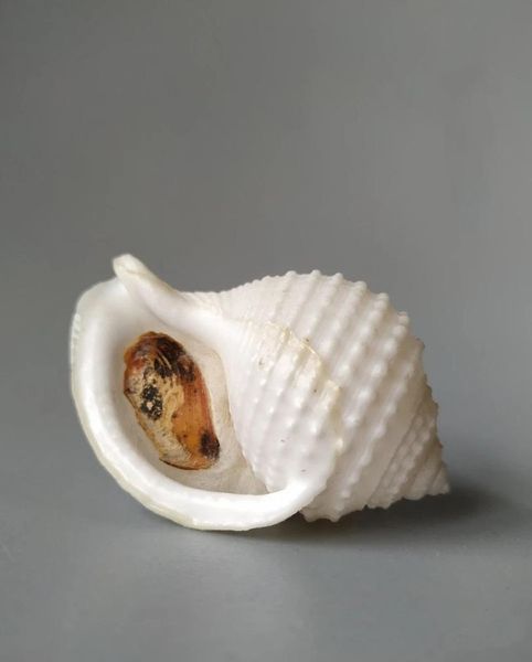 novelty items natural selection of rare collectibles with a lid, the conch
novelty items natural selection of rare collectibles with a lid, the conch