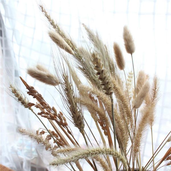 decorative flowers & wreaths 20pcs dried wheat ear natural tail grass flores wedding deco marriage home party decoration diy craft
decorative flowers & wreaths 20pcs dried wheat ear natural tail grass flores wedding deco marriage home party decoration diy craft