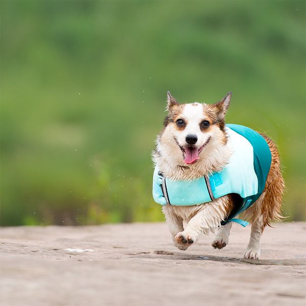 short leg captain dog swimsuit pet life et buoyancy water rafting suit wave cht back kirky
short leg captain dog swimsuit pet life et buoyancy water rafting suit wave cht back kirky