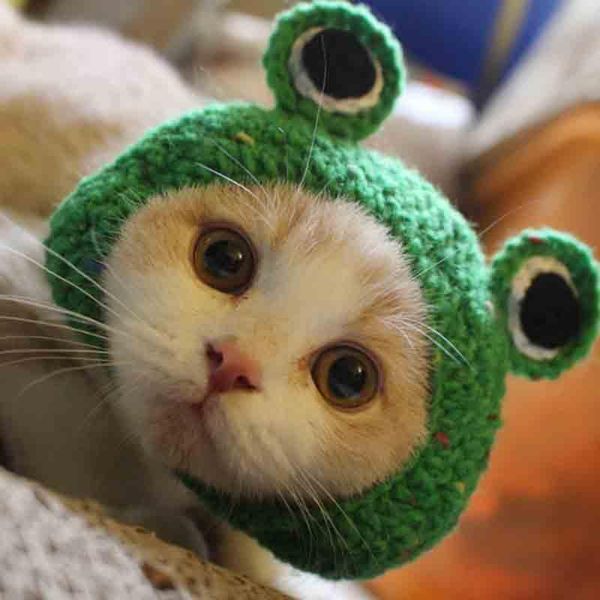 dog apparel cute frog shape pet cat party costume outfits for bichon chihuahua winter warm funny hat cap
dog apparel cute frog shape pet cat party costume outfits for bichon chihuahua winter warm funny hat cap