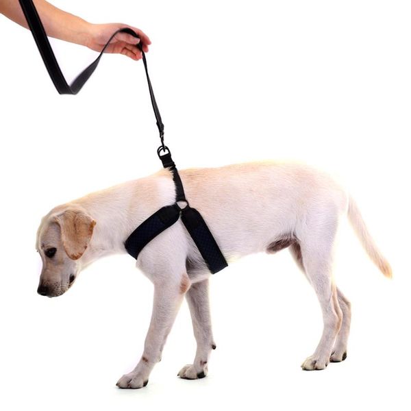 dog collars & leashes 1pc harness pet cat collar training small puppy adjustable dogs chest straps breast-band leash vest
dog collars & leashes 1pc harness pet cat collar training small puppy adjustable dogs chest straps breast-band leash vest