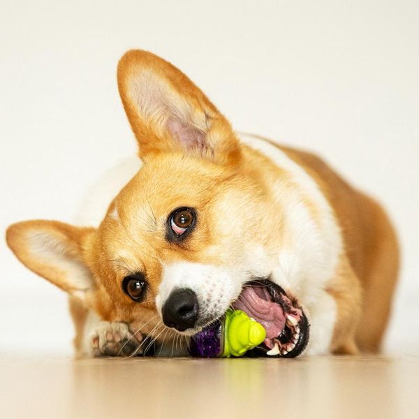 dog toys & chews suppa puppa q tsai cartoon vocal toy puppy molar pet resistance for cleaning teeth dogs chew supplies
dog toys & chews suppa puppa q tsai cartoon vocal toy puppy molar pet resistance for cleaning teeth dogs chew supplies
