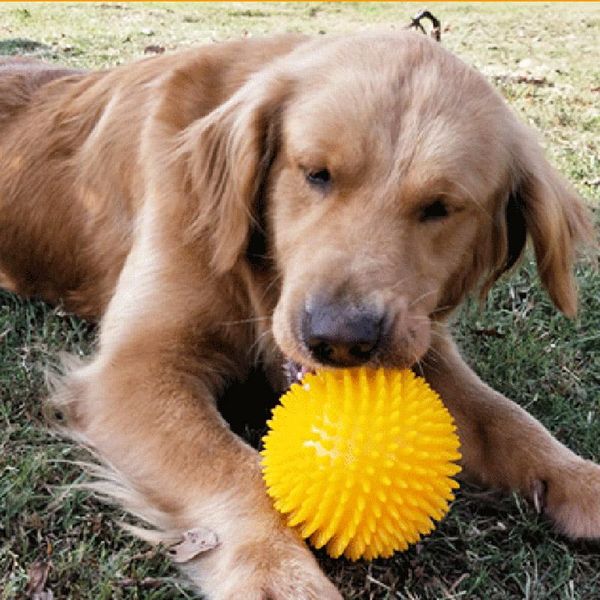 dog toy sounding bouncy ball molar cleaning teeth bite resistant spiky for pet supplies bv789 small animal
dog toy sounding bouncy ball molar cleaning teeth bite resistant spiky for pet supplies bv789 small animal