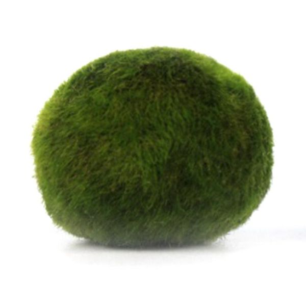 decorations 1pcs diameter 3-4cm really living green algal bulb small ball aquarium shrimp fish tank landscape foreground grass decoration 
decorations 1pcs diameter 3-4cm really living green algal bulb small ball aquarium shrimp fish tank landscape foreground grass decoration