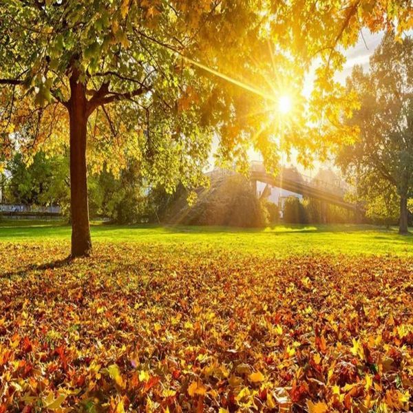 wallpapers drop colomac custom mural wallpaper sunny natural scenery beautiful leaves forest papier peint 3d home decor
wallpapers drop colomac custom mural wallpaper sunny natural scenery beautiful leaves forest papier peint 3d home decor