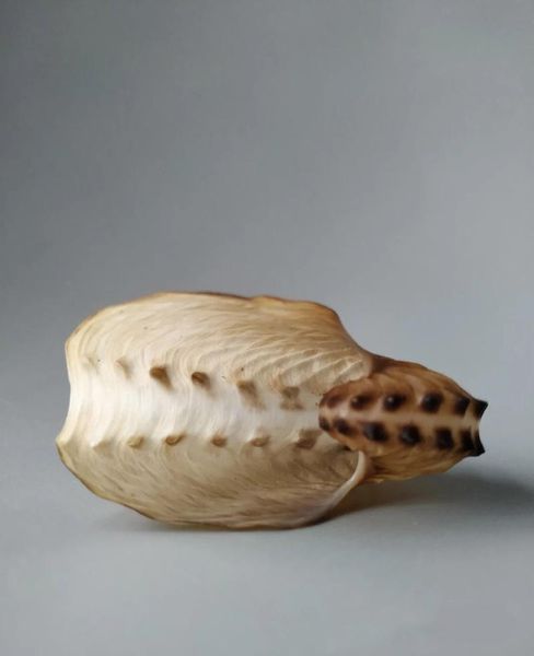 novelty items naturally rare and exquisite collection of selected conch