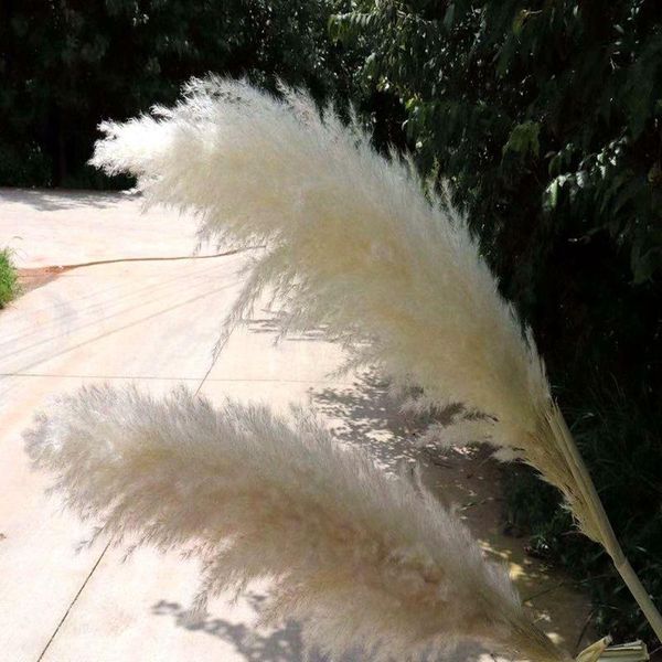 pampas grass home decor wedding decoration natural dried flowers furnishing articles bouquet for diy party festival decorative & wreaths
pampas grass home decor wedding decoration natural dried flowers furnishing articles bouquet for diy party festival decorative & wreaths